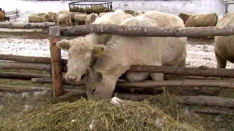 053 White cows eat grass forage at a ranch farm in winter. Stock Footage 169858757