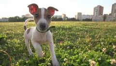 Cute puppy dog Jack Russell three months, slow motion 240 running across grass