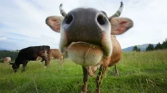 Funny cow grazing on mountain meadow