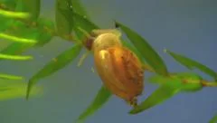 Freshwater snail crawling on aquatic vegetation