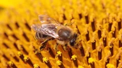 Bee collecting pollen, pollination, yellow flower, sunflower, honey, macro