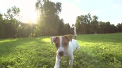 very cute puppy Jack Russell Terrier running around the grass in the Park , slow