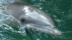 Dolphin close up swims and look on camera in sea pure water