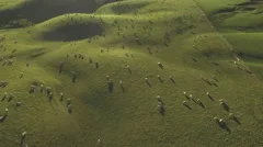 Hillside sheep farm from the air