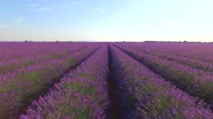AERIAL: Flying above endless rows of beautiful lavender field