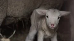 baa-lamb, newborn lamb, stock video