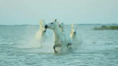 France, Camargue coastline horses water running travel