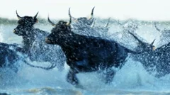 France cowboy Camargue bull animal wild black horse water
