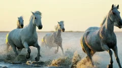 Camargue animal horses livestock cowboy running water
