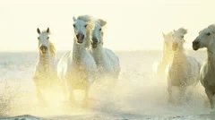 France Camargue animal horse wildlife running sunrise cowboy