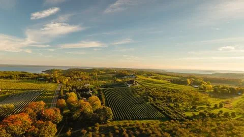 #0539 OMP Vineyards Foto stock