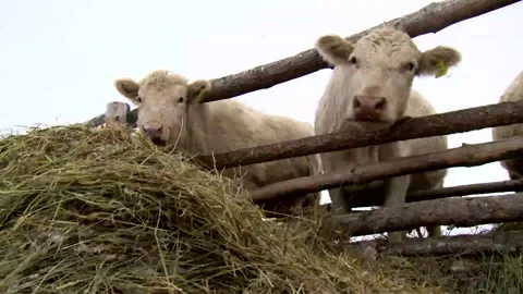 054 White cows eat grass forage at a ranch farm in winter. 스톡 동영상 169858749