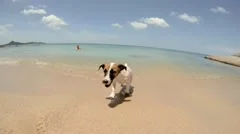Jack Russel Puppy Dog Shaking Off Water after Swimming in Sea