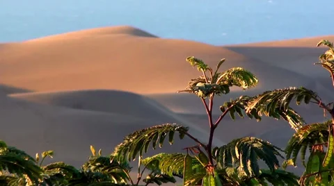 0542 Dunes small plants Stock Footage 35694623