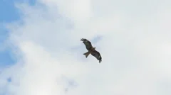 Eagle soars in the sky