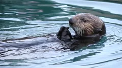 Sea Otter Eats Shellfish