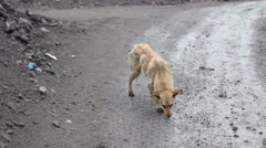 thin  hungry dog looking for food  06