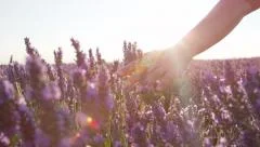 CLOSE UP: Hand touching purple flowers in beautiful lavender field
