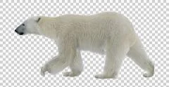 Polar bear walking. White arctic isolated animal video includes alpha channel.