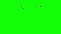 Halloween Swarm of Bats Flying towards Camera (Green Screen / Chroma Key)