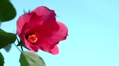 red hibiscus flower blooming in time-lapse