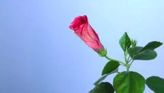 Red hibiscus flower blooming in time-lapse.