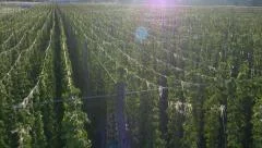 Aerial - Cultivation of hop plant