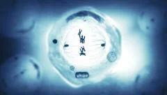 Stages of mitosis. Biology background. Blue. 