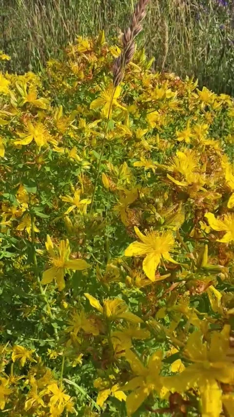 055 Warm Buttercup Flow Video stock 329178066