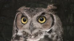 a great-horned owl turns it head close up blinking it eyes