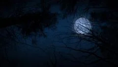 Moving Under Trees With Full Moon At Night