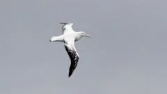 Wandering Albatross over the sea