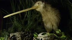 Kiwi bird and an egg