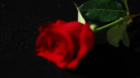 0553 Rose Close UP Stock Footage 35511487