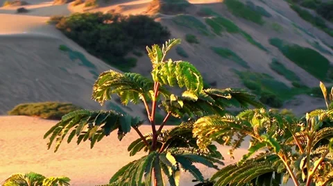 0556 Dunes small plants Stock Footage 35728290