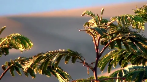 0558 Dunes small plants Stock Footage 35727630
