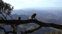 Gelada Baboon babies playing on branch in the mountain in the afternoon