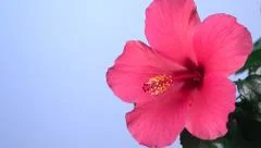 Red hibiscus flower blooming in time-lapse on a blue background.