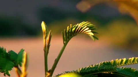 0559  Dunes small plants Stock Footage 35725328