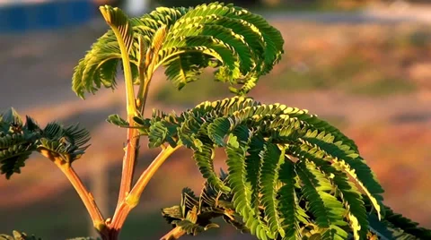 0560 Dunes small plants Stock Footage 35728311