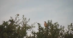 Chirping by bird