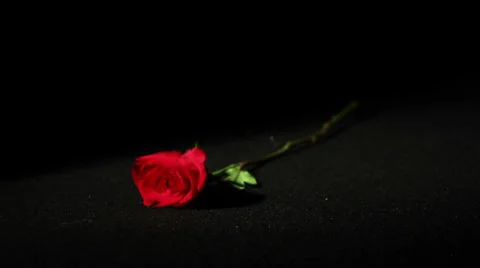 0563 Roses being Picked Up in Slow Motion 2 Stock Footage 35512073