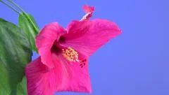 red hibiscus flower blooming in time-lapse on a blue background.