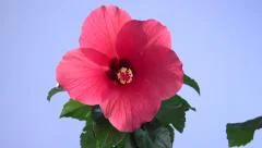 red hibiscus flower blooming in time-lapse on a blue background.