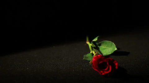 0567 Roses Falling in Slow Motion Stock Footage 35512170