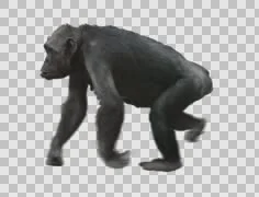 Ape Chimp walking. Isolated chimpanzee video includes alpha channel.