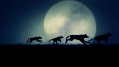 A Pack of Wolves Running on a Rising Full Moon Background