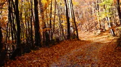 Path through forest, copper colored tree, falling leaves stock footage