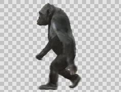 Ape Chimp upright walking. Isolated chimpanzee video includes alpha channel.