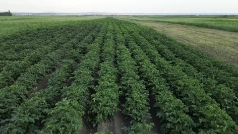 057 Video stock 246072171